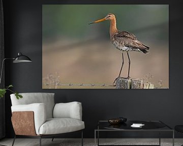 Black-tailed godwit in the morning light. by Dirk Claes