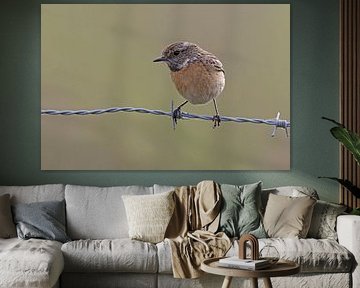 Red-breasted wheatear on barbed wire inn the Fen area.