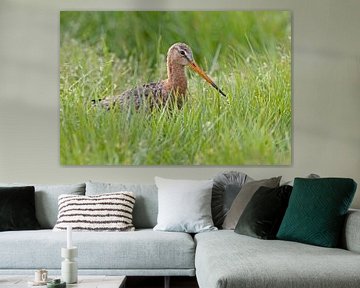 Black-tailed godwit in the tall grass. by Dirk Claes