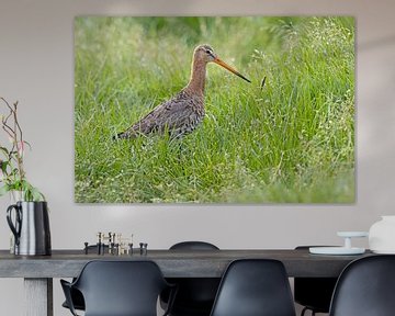 Black-tailed godwit in the tall grass. by Dirk Claes