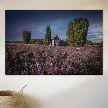 Evening atmosphere in the Lüneburg Heath
