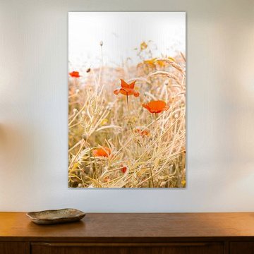 Prairie fleurie d'été avec des coquelicots Photographie de la nature