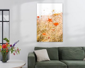 Summer flower meadow with poppies or poppy. Nature photography by Denise Tiggelman