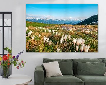 Crocuses on the Hörnerkette in Allgäu by Leo Schindzielorz