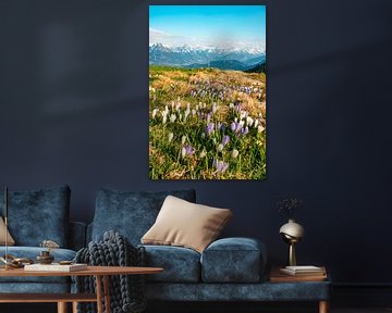 Crocuses on the Hörnerkette in Allgäu by Leo Schindzielorz