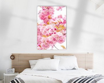 Blossom cherry blossom by Leo Schindzielorz
