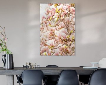 Magnolia
