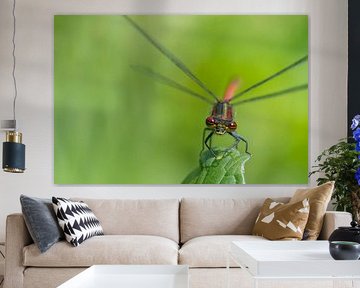 A close-up of a damselfly by Diantha Risiglione