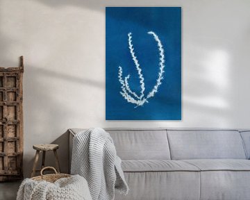 Cyanotype - Myscanthus #1 - dried flower - Art Print by Studio Peep Up