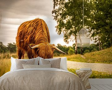 Grazende Schotse Hooglander in de Brabantse Natuur van Bas Fransen