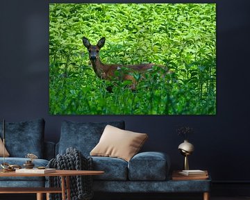 Rencontre avec un chevreuil