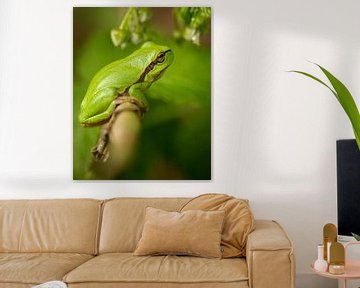 Tree frog on a branch by Stephan Krabbendam