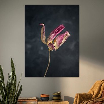Verdorde paarse tulp op een donkere achtergrond