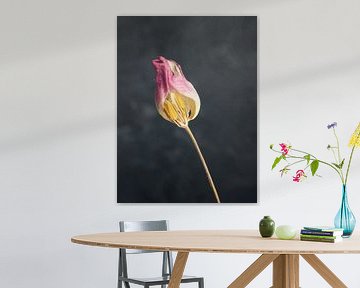 Verdorde paarse tulp op een donkere achtergrond van Andreas Berheide Photography