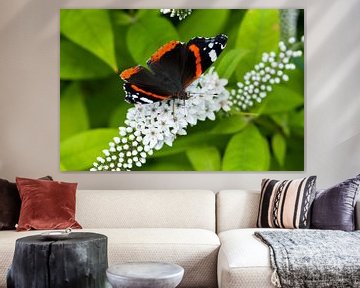 Atalanta vlinder op een witte troswederik van Ivonne Fuhren- van de Kerkhof