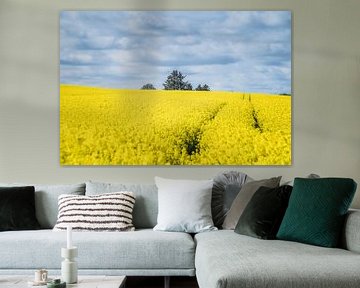 La simplicité d'un champ de fleurs de moutarde danois sur Tina Linssen