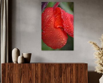 rode canna bloem met regendruppels van Werner Lehmann