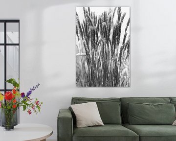 Reed plumes black and white by Patricia van Kuik