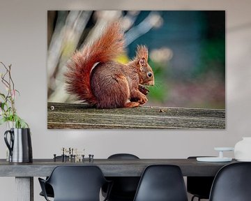 Eichhörnchen von Rob Boon