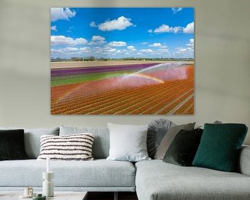 Tulips in a field sprayed by an agricultural sprinkler during spring by Sjoerd van der Wal Photography