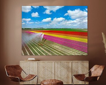Tulips in a field sprayed by an agricultural sprinkler during spring by Sjoerd van der Wal Photography
