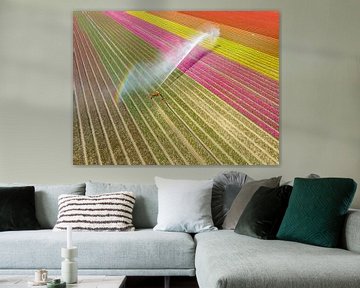 Tulips in a field sprayed by an agricultural sprinkler during spring