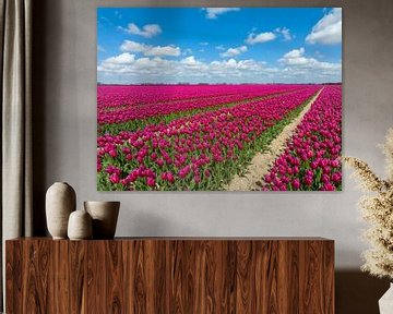 Tulpen in landbouwvelden in de lente van Sjoerd van der Wal
