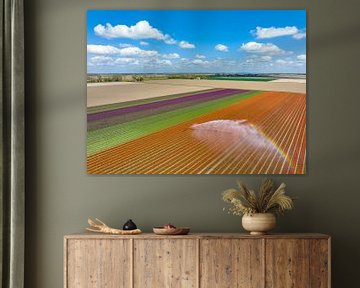 Tulpen auf einem Feld, das im Frühjahr mit einer landwirtschaftlichen Beregnungsanlage besprüht wird von Sjoerd van der Wal Fotografie