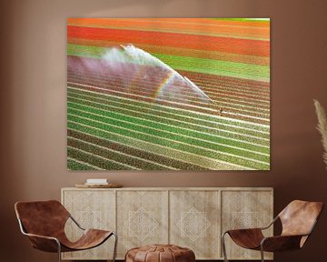 Tulips in a field sprayed by an agricultural sprinkler during spring