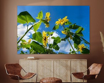 zonnebloemen in blauwe  hemel van Pixel Meeting Point