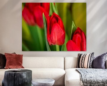 FLORA :Rote Tulpen