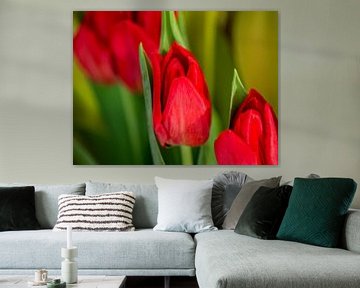 FLORA :Tulipes rouges sur Michael Nägele