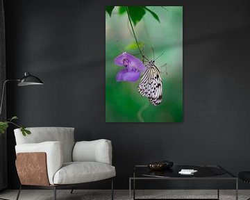 Schmetterling auf lila Blume von Patricia van Kuik