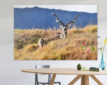 Kudu im grass vor einem Berg