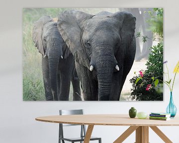 Kudde olifanten nadert van images4nature by Eckart Mayer Photography
