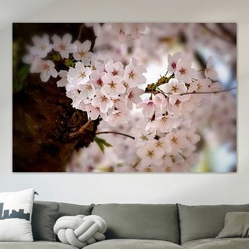 Weiße Kirschblüten im Frühling II