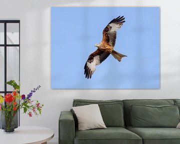 Red kite in flight by Teresa Bauer
