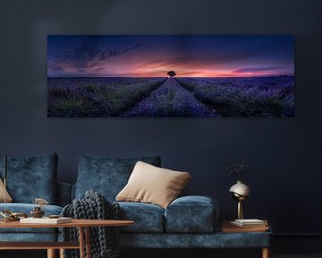 Lavender field panorama in France by Voss Fine Art Fotografie