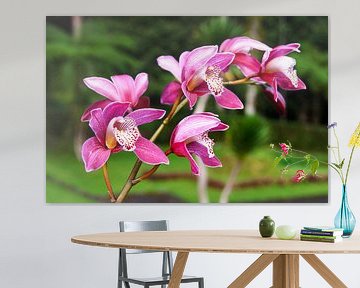 Orchidee fuchsia met wit van Ivonne Fuhren- van de Kerkhof