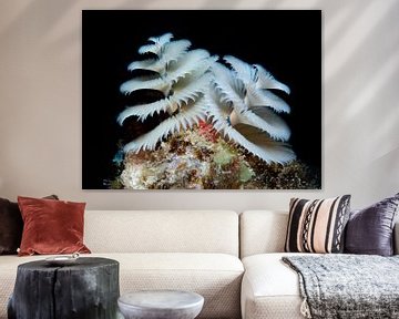 Christmas tree worm white by René Weterings