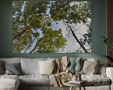 blue sky through the trees