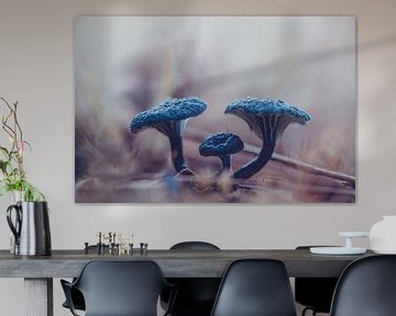 Mushroom blue-green funnel in Bargerveen by Denise Tiggelman