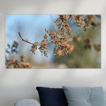 Bloemen van een fladderende iep, Ulmus laevis