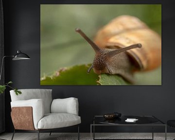 Garden snail on leaf