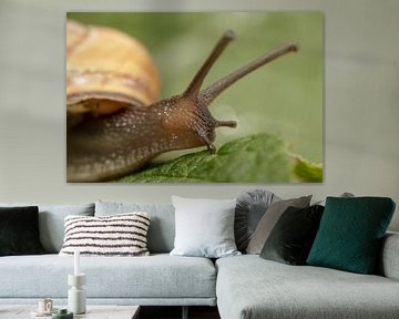 Garden snail close-up by Tanja van Beuningen