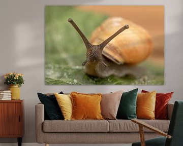 Garden snail looks at you. by Tanja van Beuningen