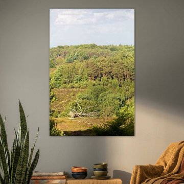 Veluwezoom im abendlichen Sonnenlicht