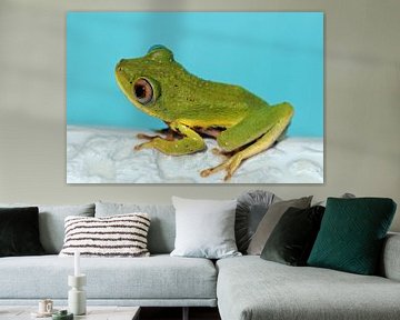 Groene kikker verovert zwembad van images4nature by Eckart Mayer Photography