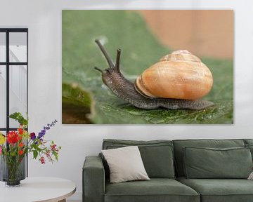 Garden snail on the move by Tanja van Beuningen