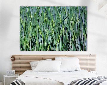 Grain field in spring